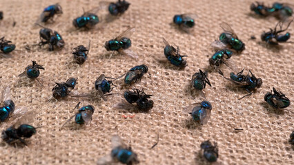 Many dead flies, as a result of the fight against insects that are carriers of various diseases,...