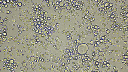 Milk under a microscope, fresh, natural, the movement of useful elements is visible: fats, trace elements and bacteria, filmed by in light field
