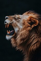 A male lion roars fiercely against a dark background, showcasing its power and majesty.