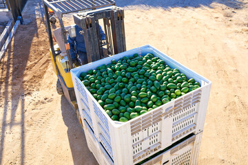 top view of a forklift with a bin of hass avocados, small business © oscargutzo