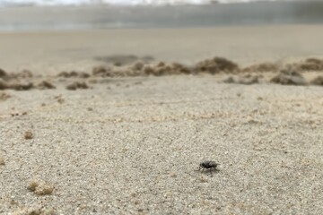 Insect on Sand Surface at Beach