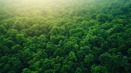 Geothermal steam trails in lush forests nature photography vibrant environment aerial view natural wonders