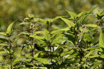 Obraz premium These nettles are growing in nature in sunny autumn day.