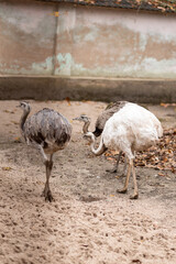 Ostrich walks around the yard. Life of ostriches in the wild