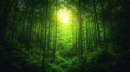 Fototapeta premium Sunlight Streaming Through a Lush Bamboo Forest, Illuminating Dense Green Foliage and Creating a Serene Atmosphere in Nature's Tranquil Retreat