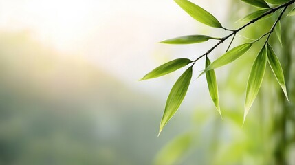 Obraz premium Serene Bamboo Forest with Soft Light Streaming Through Lush Foliage, Creating a Peaceful Atmosphere and Inviting Natural Beauty in a Tranquil Setting