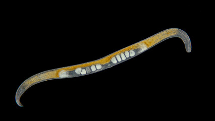 Worm Nematoda under the microscope, Phylum Protostomia, free-living nematodes inhabit soil,...