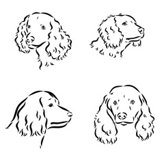 American Water Spaniel Dog Face Vector