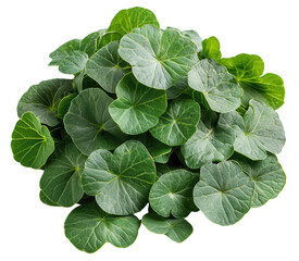 A bunch of green leaves are piled on top of each other. The leaves are green and appear to be fresh