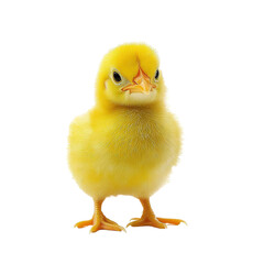 Obraz premium A farm yellow chick on isolated transparent background