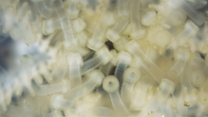 Oral side(mouth) starfish Asteroidea under a microscope, type Echinodermata. Barents Sea