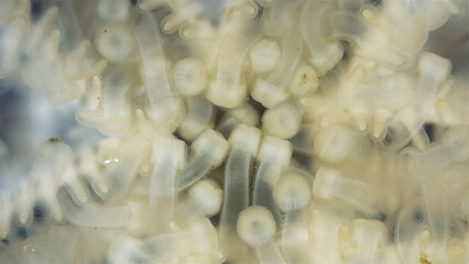Oral side(mouth) starfish Asteroidea under a microscope, type Echinodermata. Barents Sea
