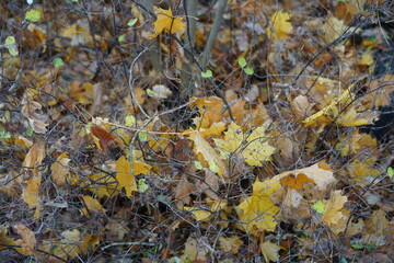 Gefallenes Herbstlaub in Büschen am Waldrand