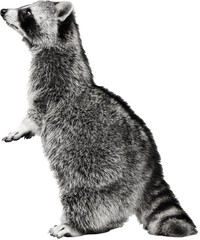 Standing on hind legs cute and funny raccoon curiously looking at distance against transparent background. Environmental care. Concept of animals, veterinary, zoo, wildlife. Ad © Lustre Art Group 
