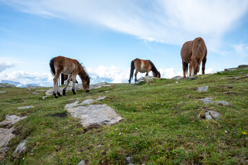 Fototapeta premium Basque mountains horse pottok grazing on green pasture, Larrun or La Rhune mountain in Basque country, on border of France and Spain
