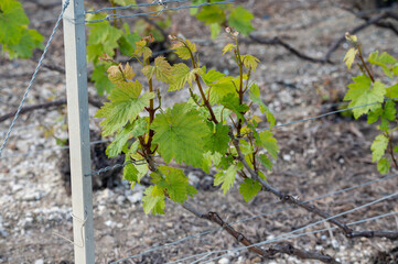 Rows of green grand cru grapes on vineyards near Cramant, region Champagne, France. Cultivation of white chardonnay wine grape on chalky soils of Cote des Blancs.