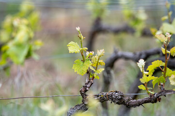 Close up on grand cru Champagne vineyards near Moulin de Verzenay, rows of pinot noir grape plants in Montagne de Reims near Verzy and Verzenay, Champagne, France