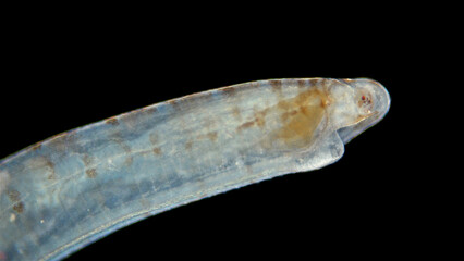 Polychaeta Polyophthalmus sp. worm under a microscope, Opheliidae family, burrowing detritivore, head close up. Black Sea
