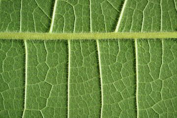 Close-up macro texture structure of fresh green leaf chlorophyll cell  abstract nature background,natural line pattern leave detail ,sustainability ecological concept.