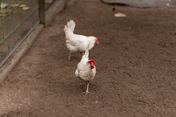 A chicken walks around the yard. Raising chickens at home