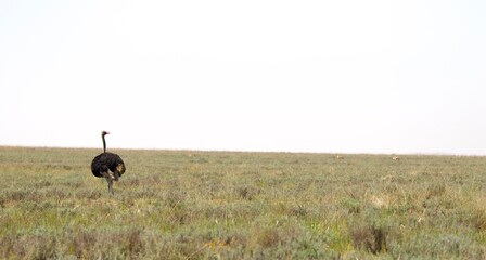 Ostrich in a grassland scenic photograph 