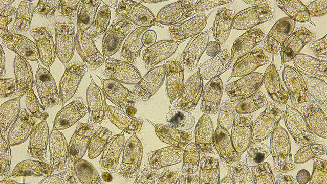 Colony of plankton rotifers Rotifera Keratella Cochlearis, distributed throughout the world, both in salt and freshwater, has a similar protective outer cuticle shell, reproduction in this species