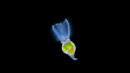 Rotifera Stephanoceros fimbriatus under the microscope, Family Collothecidae. Sessile rotifer,...