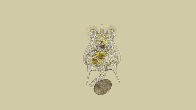 Rotifera Brachionus sp. under a microscope, of the family Brachionidae, order Ploima, planktonic, lives in fresh and brackish water, withstands drought, in the foto, a female with an egg.