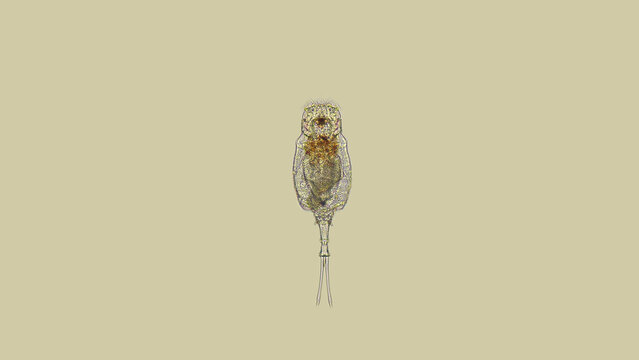 Rotifera Trichotria sp. under the microscope, Trichotriidae family. Has a tail (leg) in the form of a forked fork.