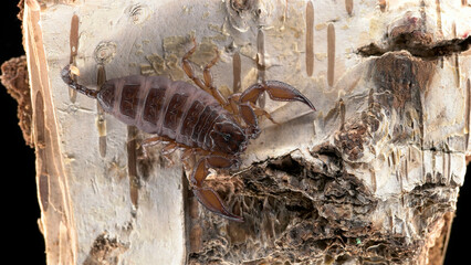 Dwarf tree scorpion Liocheles australasiae, family Hormuridae. Hiding under stones, branches, poison is not dangerous to humans. Propagated by parthenogenesis