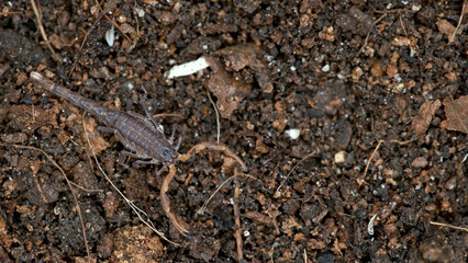 Parthenogenetic scorpion Lychas tricarinatus, family Buthidae, Distributed in India, feeds on insects and their larvae. Life expectancy is about 7 years.