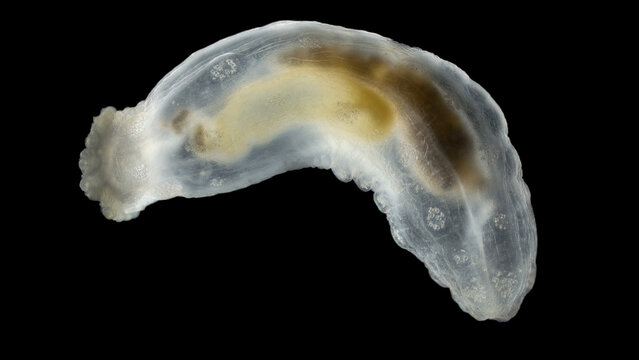 Sea cucumber Chirodota under a microscope, class Holothuroidea, order Apodida. Bottom organisms avoid light, so they are active at night. White Sea