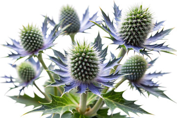 Caboose Sea Holly at Dusk Time.png