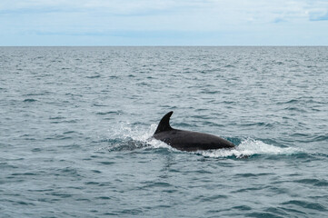 Fototapeta premium Wild dolphin swimming at the surface of the Atlantic ocean near Sao Miguel Island, Azores, Portugal. Short beaked common dolphins (Delphinus delphis). A dolphin jumps out of the water
