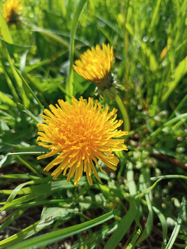 Fiore di tarassaco