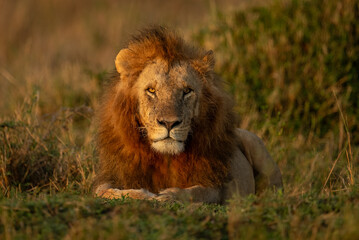 A lion in Kenya, Africa
