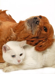 Chien corniaud et chat de gouttière