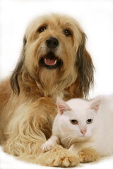 Chien corniaud et chat de gouttière