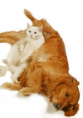 Chien corniaud et chat de gouttière