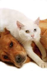 Chien corniaud et chat de gouttière