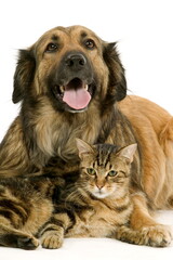Chien corniaud et chat de gouttière