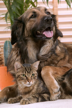 Chien corniaud et chat de goutti&egrave;re