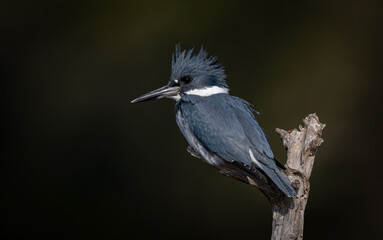 A belted kingfisher fishing in a pond