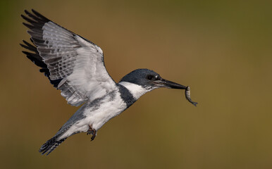 A belted kingfisher fishing in a pond