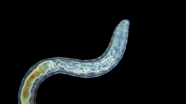 Worm Enchytraeus sp. under the microscope, Oligochaeta, order Haplotaxida. Lives both in soil and water. Diluted as food for aquarium fish.