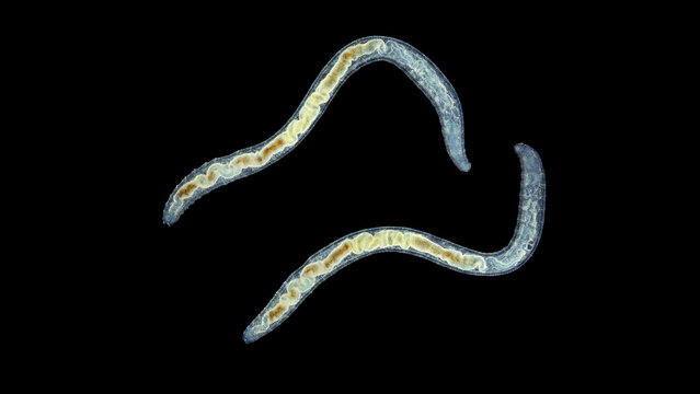 Worm Enchytraeus sp. under the microscope, Oligochaeta, order Haplotaxida. Lives both in soil and water. Diluted as food for aquarium fish.