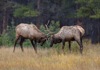 Bull elk in Jasper National Park