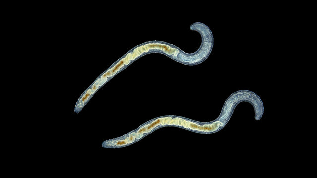 Worm Enchytraeus sp. under the microscope, Oligochaeta, order Haplotaxida. Lives both in soil and water. Diluted as food for aquarium fish.