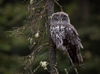 Great grey owl in Canada