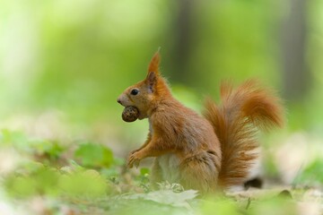 A european red squirrel sits in the grass and holds a nut in its mouth. Sciurus vulgaris